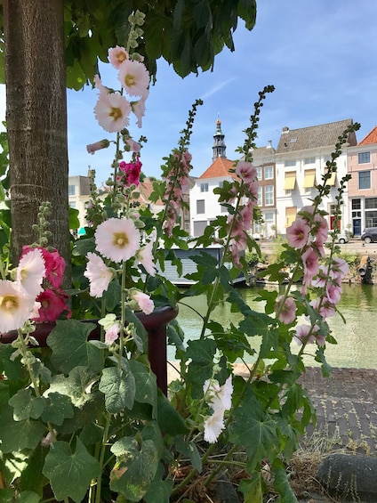 Picture 14 for Activity Middelburg: Guided City Walking Tour 3
