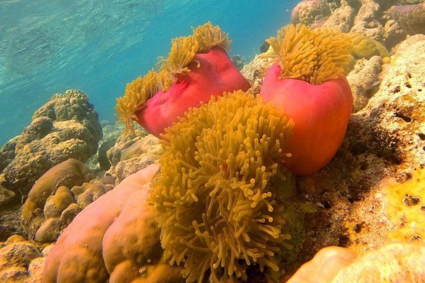 A coral reef with red and yellow sea anemones. 5