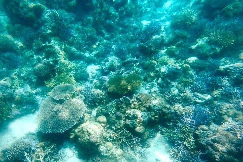 Underwater coral reef at Boleng snorkeling spot 2 2