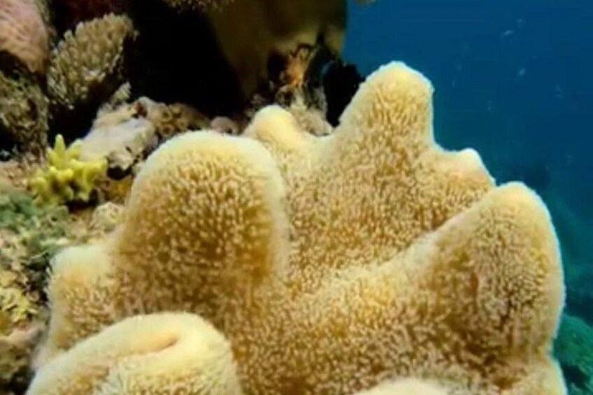 Rangko Cave & Beach Snorkeling Half Day Sharing Trip Labuan Bajo 3