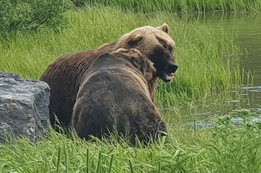 En björn sitter vid en vattenkälla, omgiven av grönt gräs. 1
