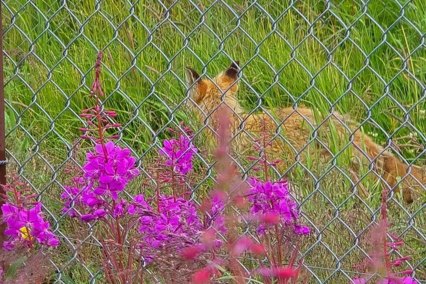 VIP Tour from Anchorage to Alaska Wildlife Conservation Center 2
