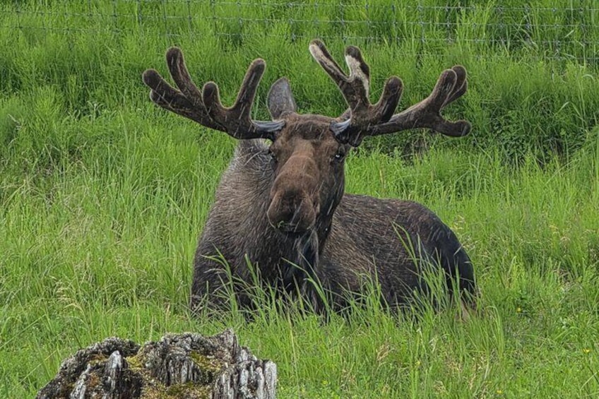 VIP Tour from Anchorage to Alaska Wildlife Conservation Center 2