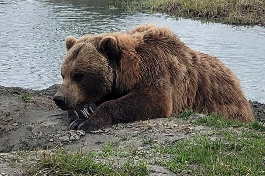 Alaska Grizzly Brown Bear 1