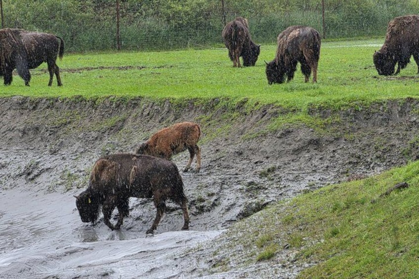 VIP Tour from Anchorage to Alaska Wildlife Conservation Center 3