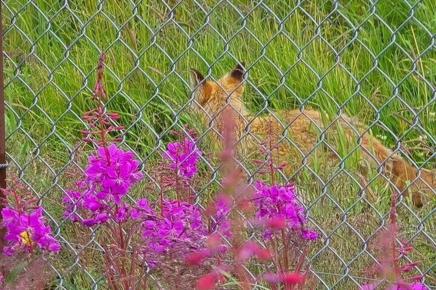 A chain-link fence with a dog behind it, surrounded by purple flowers. 5