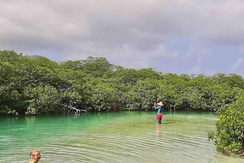 A person wading through a mangrove forest with clear water. 5