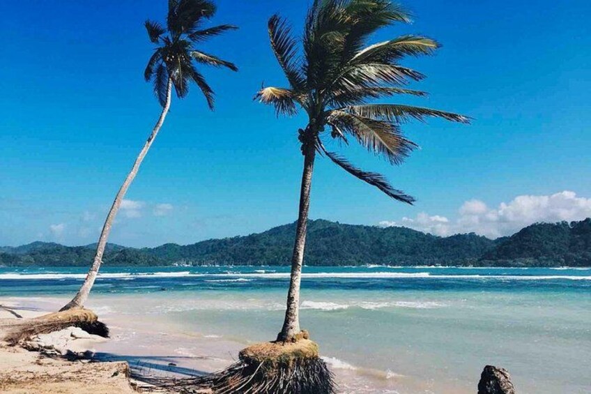 A beach with two palm trees, clear blue water, and a distant mountain range. 4