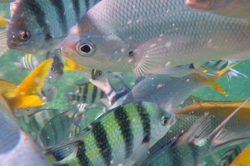 En stribe af fisk med tydelige striber og mønstre, svømmer tæt sammen i klart vand. 5