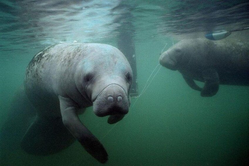 Friendly Manatee 5
