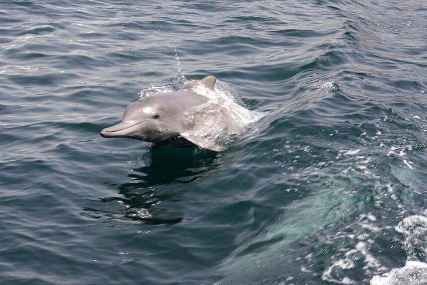 En delfin svømmer i havet. 2