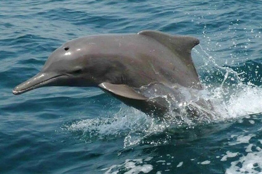 En delfin springer ud af vandet. 4
