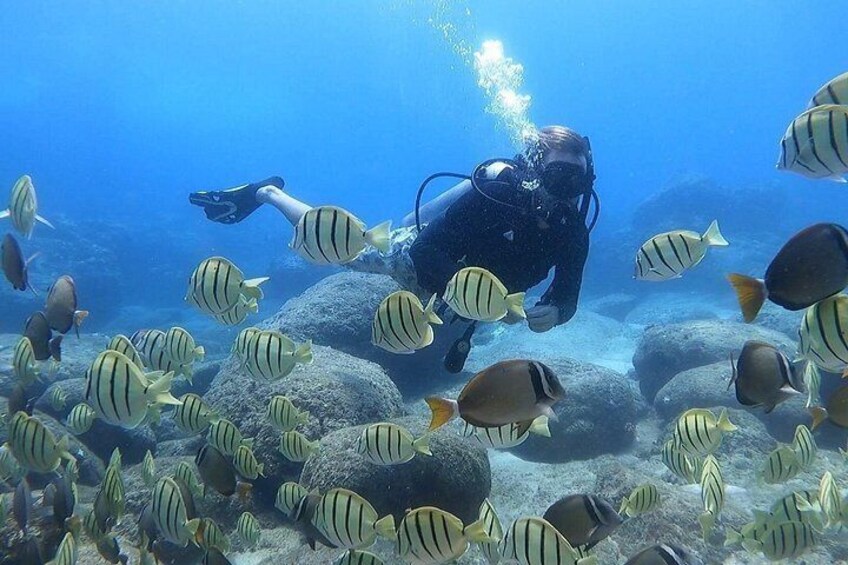 A diver surrounded by striped fish in clear blue water. 1