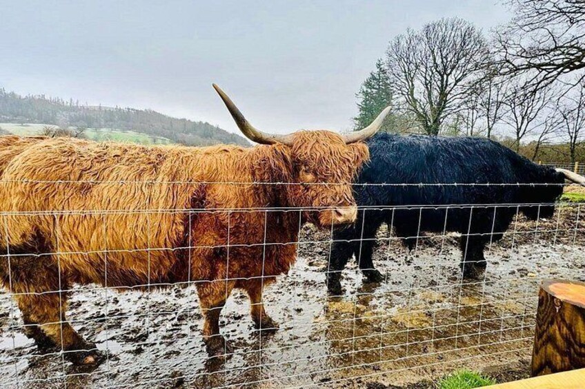 Glencoe, Lochs & Highland Cows Private Tour 4