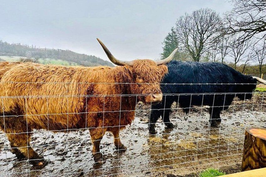 Glencoe, Lochs & Highland Cows Private Tour 4