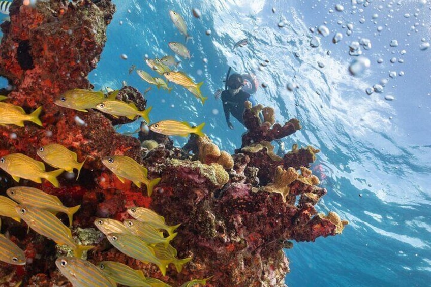 A diver exploring a vibrant coral reef with various fish species. 1