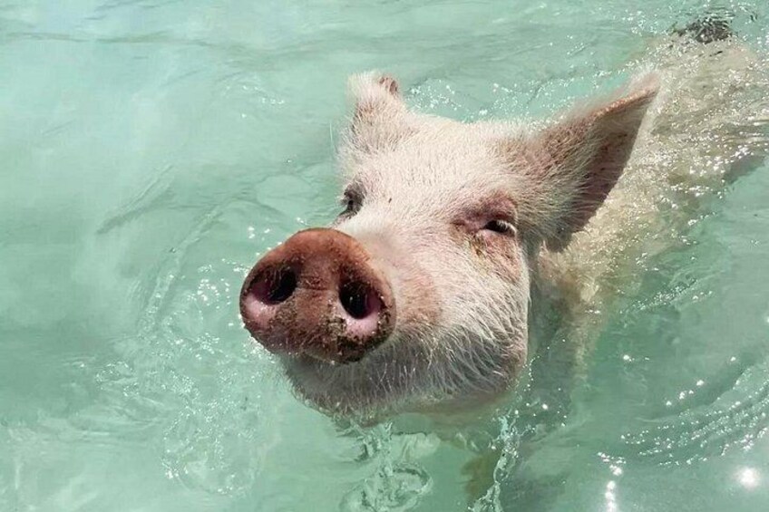 The Exumas - home of original swimming pigs! 1