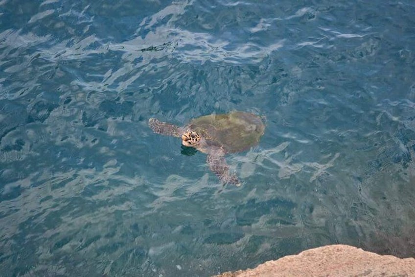 Turtle 4