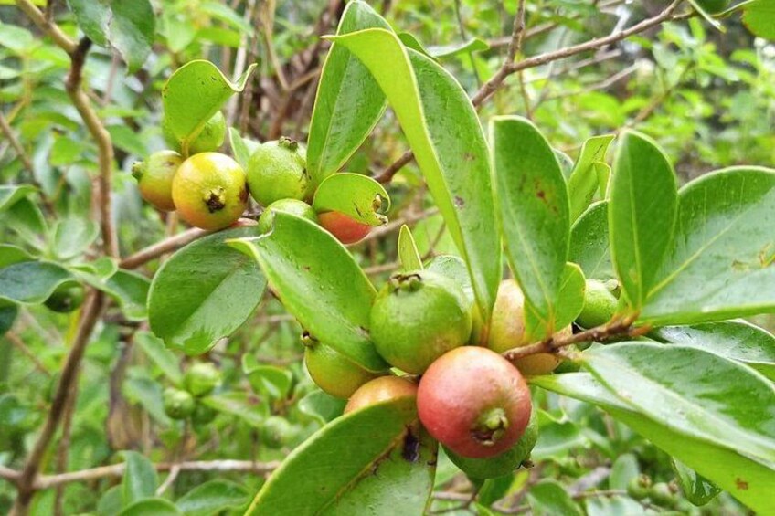 Chinese guavas 1