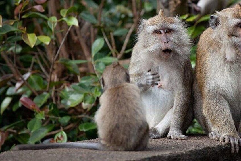 FREE ROAMING Monkeys (sights not promised) 4