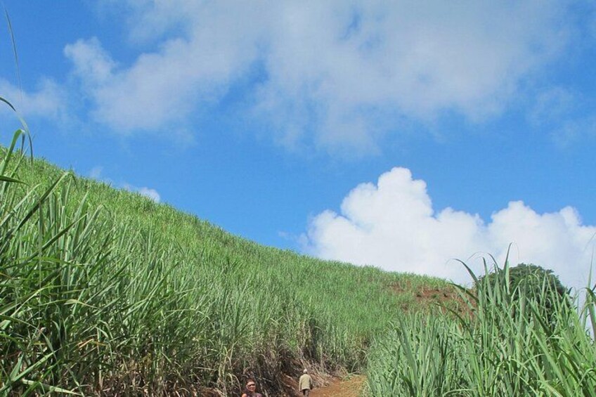 sugarcane field 2