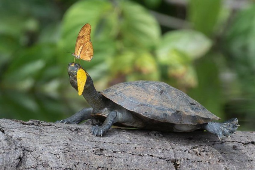 4 Day Tambopata Jungle Tour with Local Guide 1