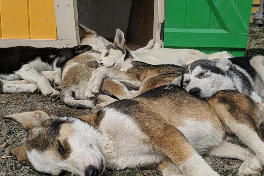 Un groupe de chiens dormant à l’extérieur, dont certains se sont abrités dans un endroit doté d’une porte jaune et verte. 1