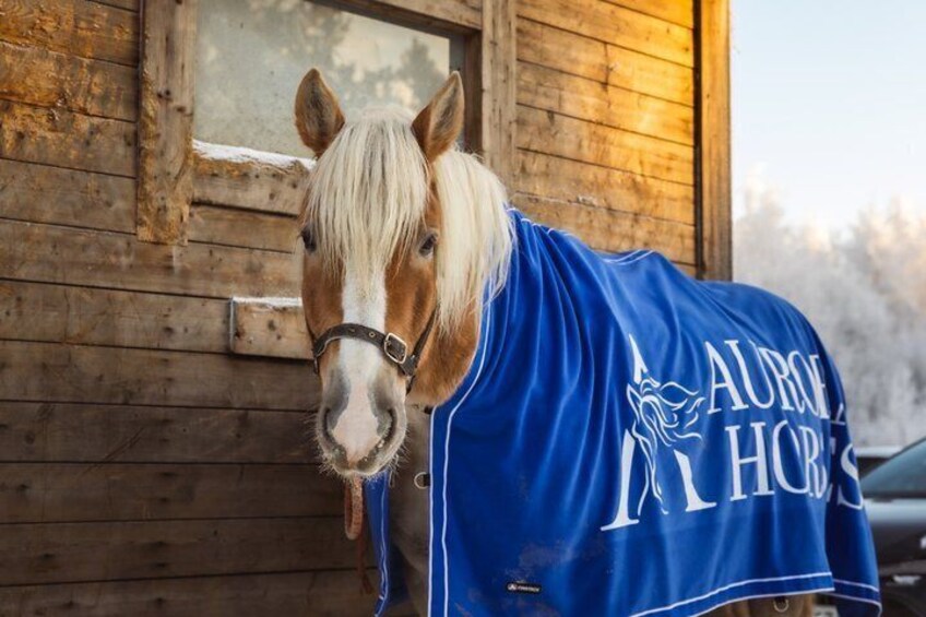 Riding Tour with Finnhorses at Santa Claus Village 5