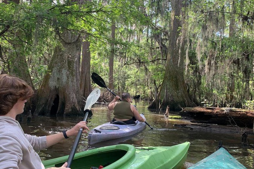 Two people kayaking in a swampy area with cypress trees and water. 2