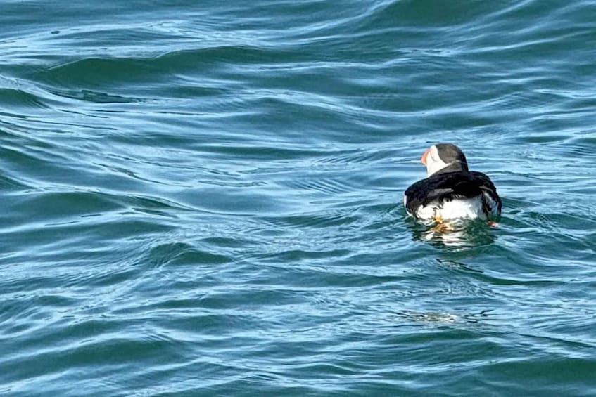 A puffin swimming in the ocean. 3