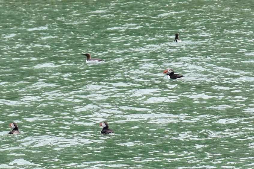 A group of puffins swimming in a body of water. 2