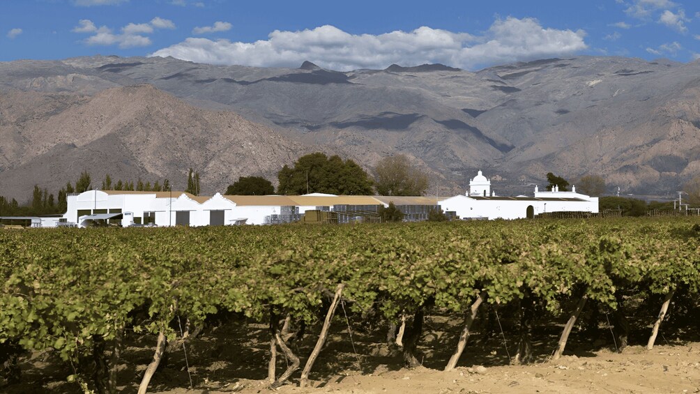 Picture 9 for Activity From Salta:Cafayate and the imposing Quebrada de las Conchas 4