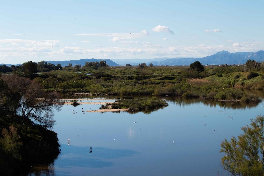 Picture 24 for Activity Valencia: Albufera Natural Park Tour with Boat Ride & Sunset 3