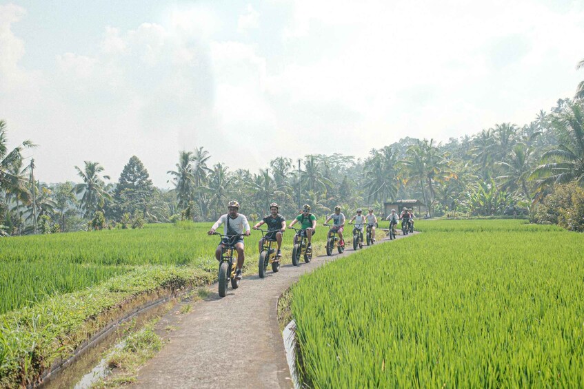 A group of cyclists on a path through a lush green rice field. 1