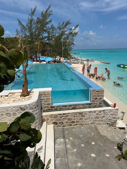 Picture 6 for Activity Nassau: Pigs, Snorkel, Turtles, Lunch, Private Beach Club 2