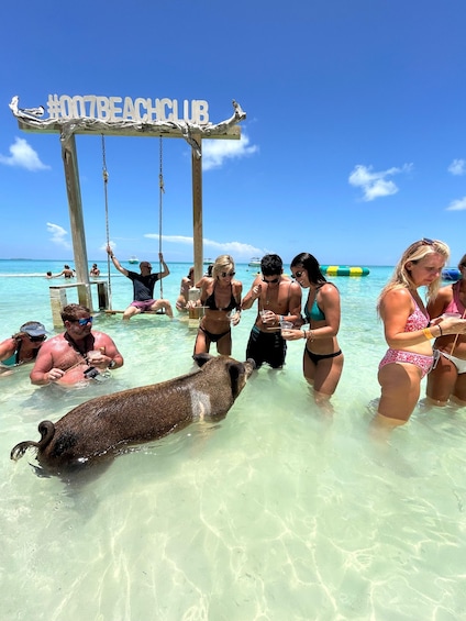 A beach scene with people in bikinis and a large pig in the water. 5