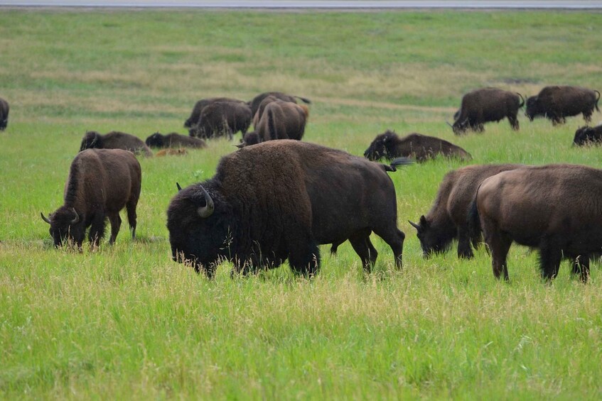 En flok bisonokser græsser på en græsmark. 4