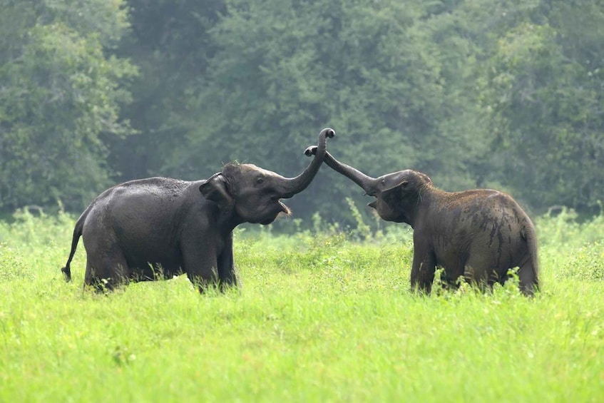 Two elephants in a grassy field with trees in the background. 4
