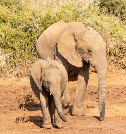 Two elephants walking on a dirt path with sparse vegetation in the background. 3