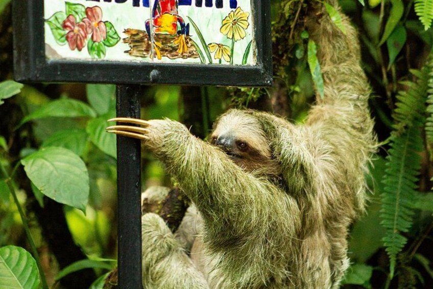 A sloth hanging from a signpost surrounded by greenery. 5