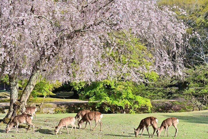 Kyoto & Nara: Nara Park, Fushimi Inari & Arashiyama Day Trip