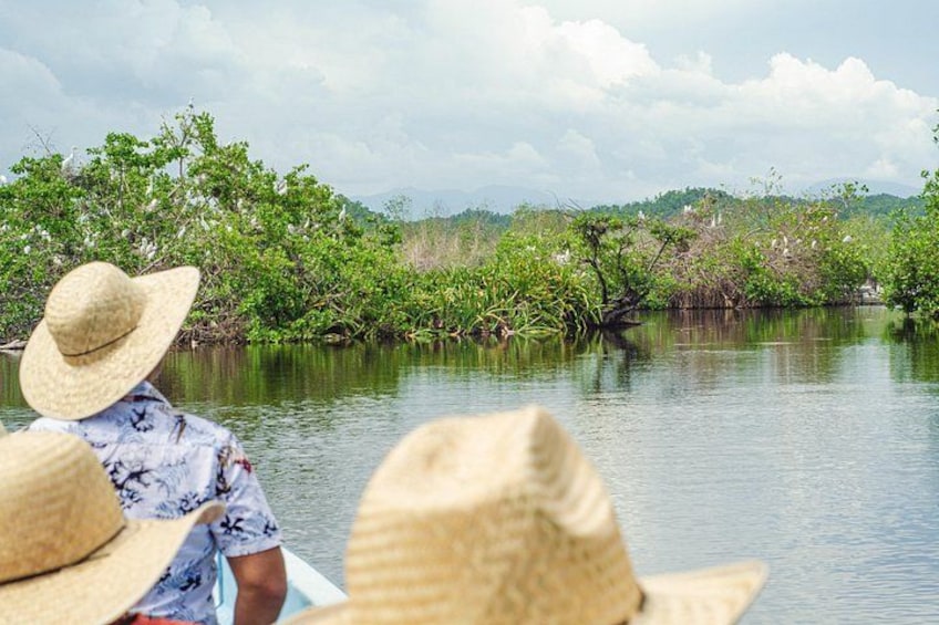 A person in a boat wearing a straw hat, surrounded by water and mangrove trees. 2