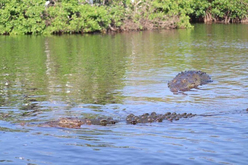A crocodile partially submerged in water with a green, vegetated shoreline in the background. 4