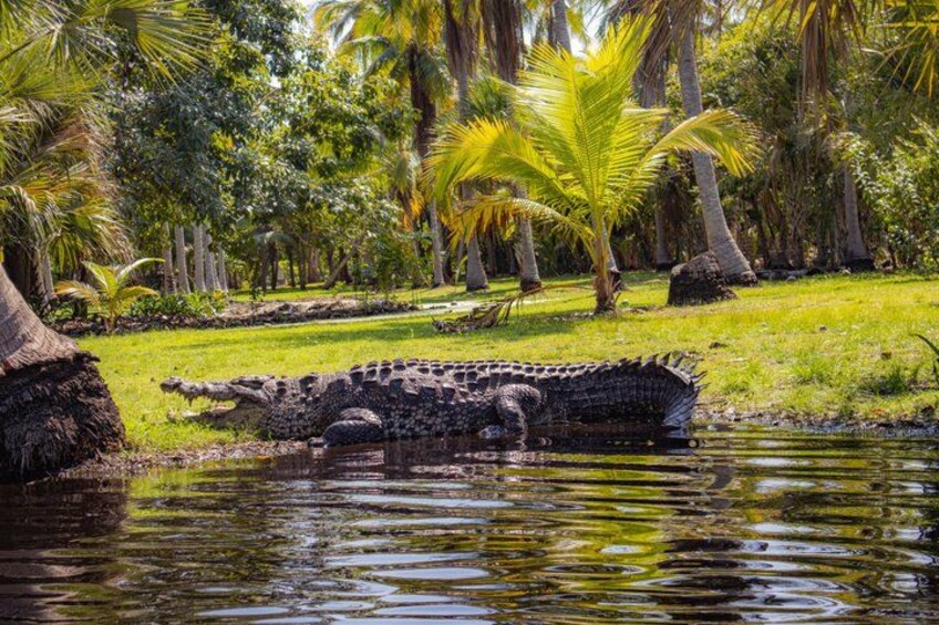 Un crocodile dans une étendue d’eau, entouré d’une végétation luxuriante et de palmiers. 1