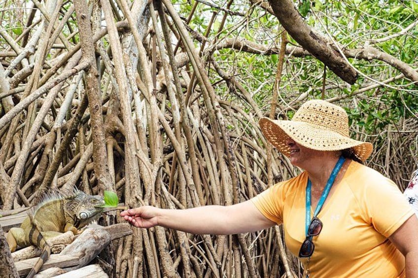 A person in a yellow shirt and straw hat interacting with a monkey in a mangrove forest. 1