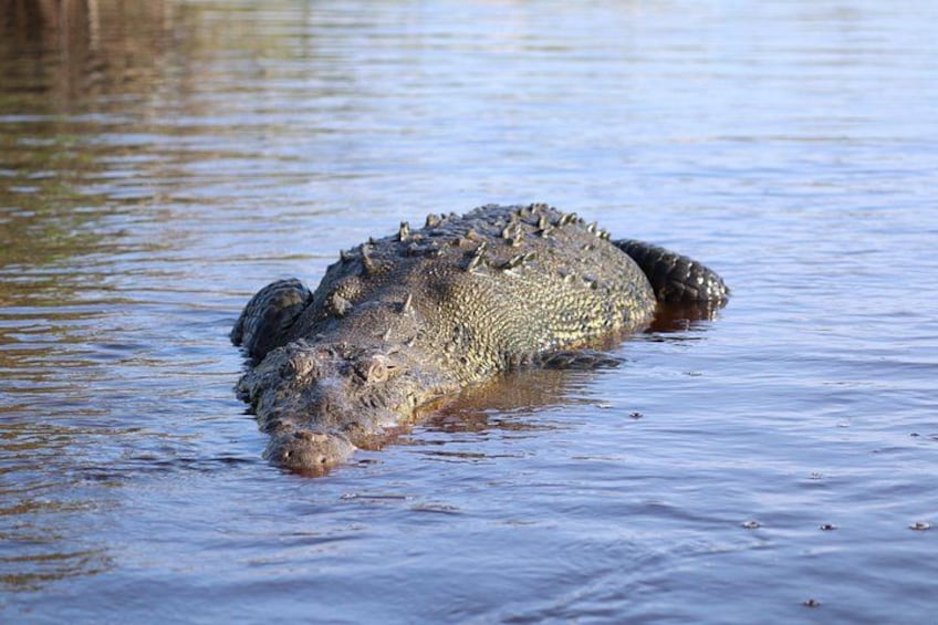 A crocodile partially submerged in calm water. 3