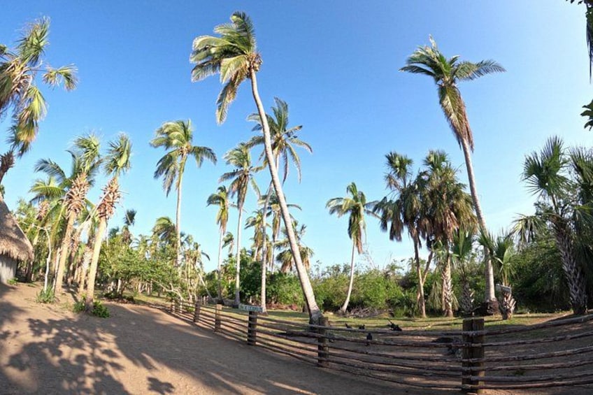 A pathway lined with tall palm trees and a clear blue sky. 5