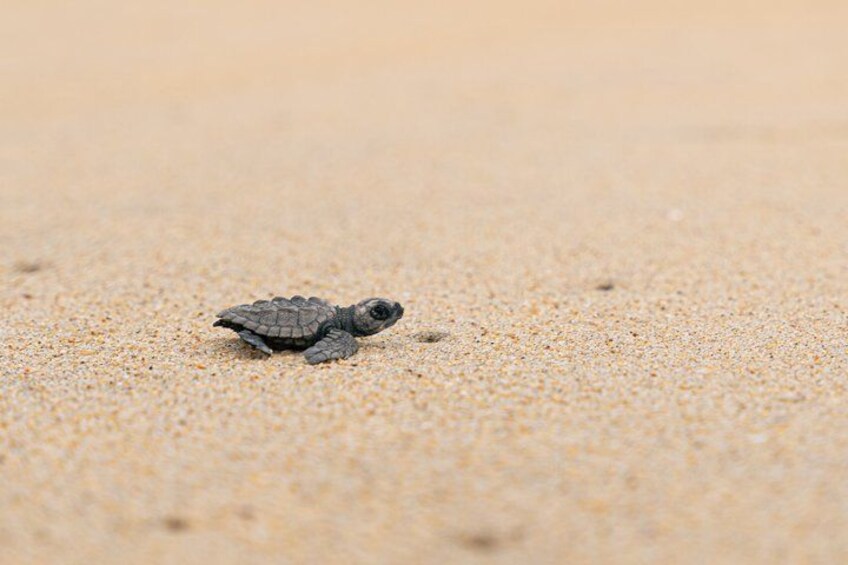 Une tortue sur une plage de sable. 3