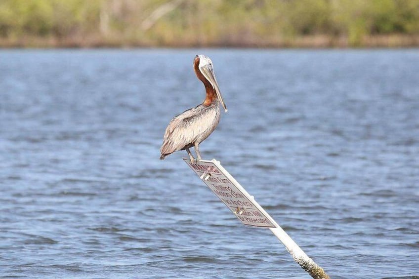 Perched pelican 2