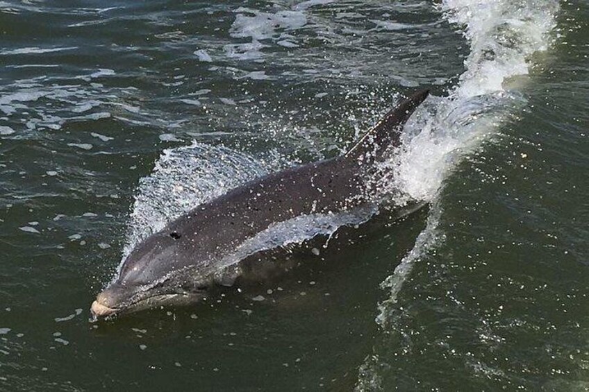 Dolphins play in the boat's wake 4